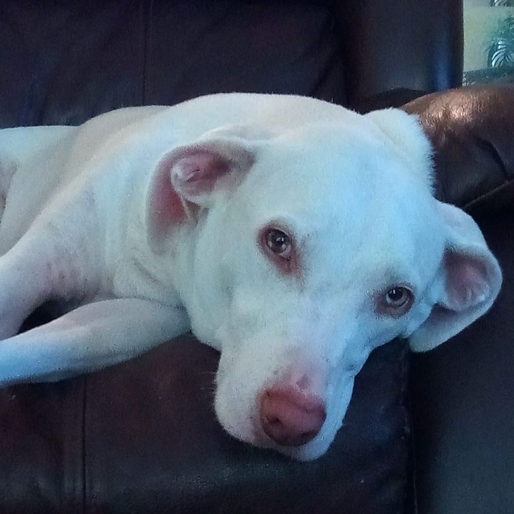 Meet your Posher, Luis